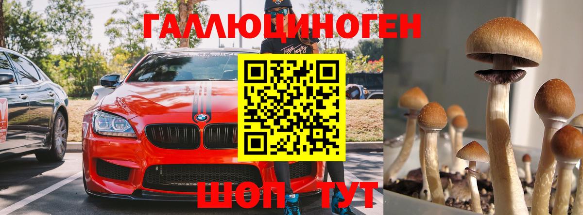 Владимир  Псилоцибиновые грибы Psilocybine cubensis  Вход с VPN 